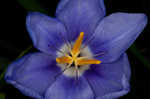 Prairie pleatleaf